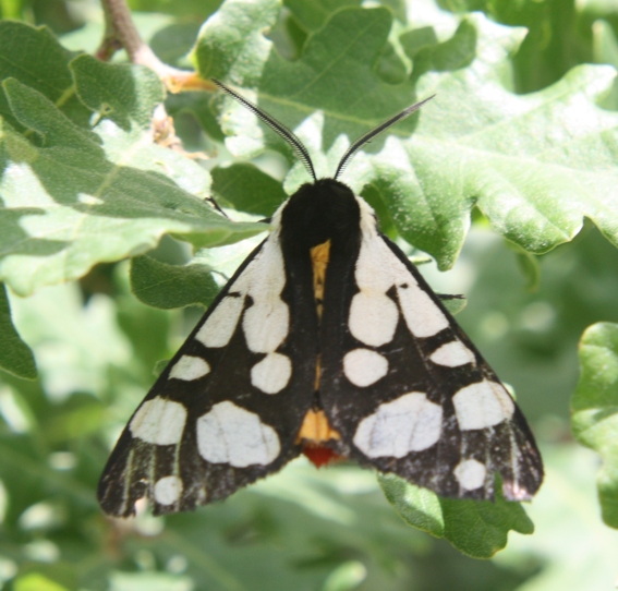 Farfalle da identific. - Ematurga atomaria e Arctia villica